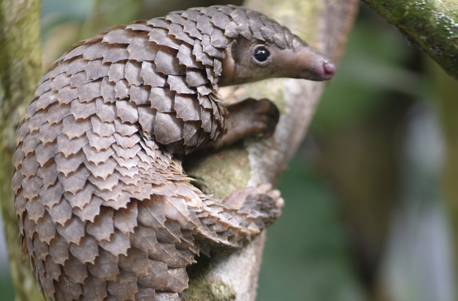 Pangolin auf einem Ast