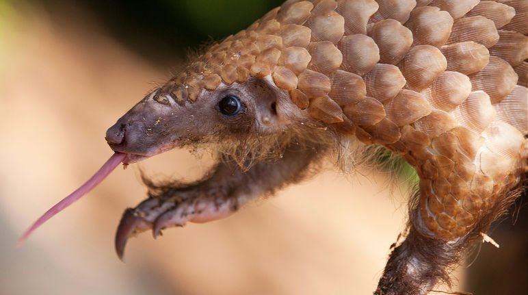 Pangolin mit ausgestreckter Zunge